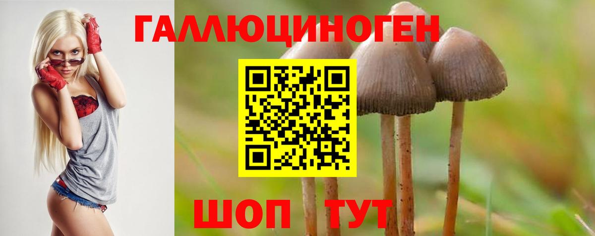 Скопин  Псилоцибиновые грибы Psilocybe  Вход с VPN 